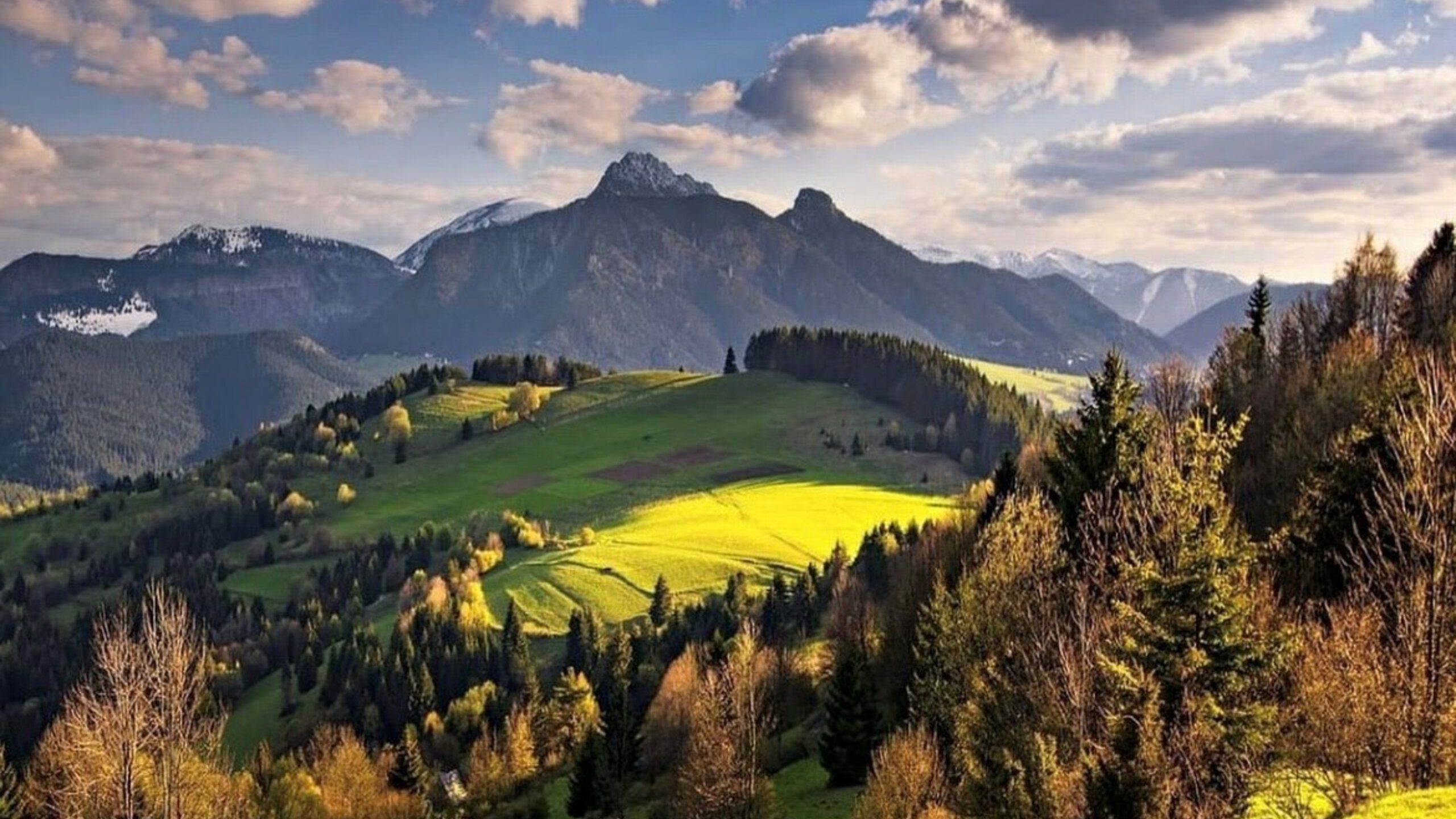 Eine Landschaft mit Tannen und grünen Wiesen. Im Hintergrund ein Bergmassiv.